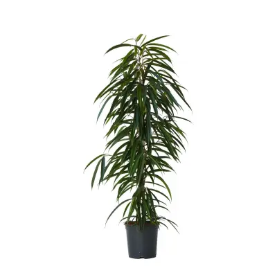 Smokvovec - Ficus binnendijkii - Višina 100-110cm - ⌀21cm
