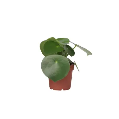 Poprovka - Peperomia polybotrya - Višina 20-30cm - ⌀12cm