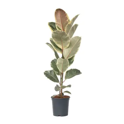 Gumovec - Ficus Elastica 'Tineke' - Višina 75-100cm - ⌀24cm