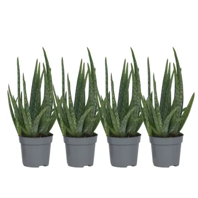 Aloe Vera - 4 kos - Aloe barbadensis - Višina 25-40cm - ⌀10,5cm