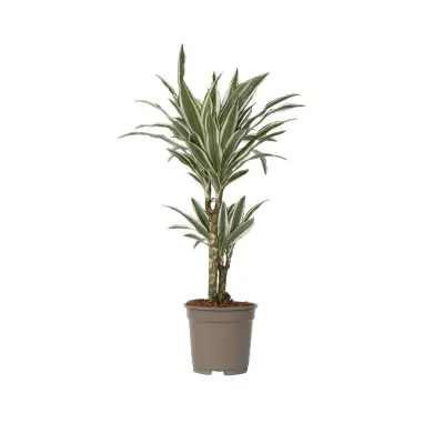 Dracena - Dracaena deremensis 'White Stripe' - Višina 60-70cm - ⌀17cm