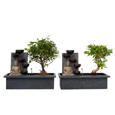 Bonsai Slap Buda - 2 kos - Bonsai - Višina 25-35cm - ⌀29cm