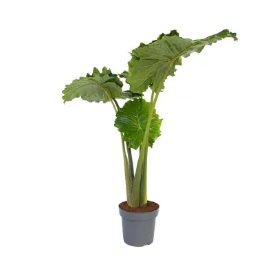 Alokazija - Alocasia 'Portodora' - Višina 110-120cm - ⌀32cm