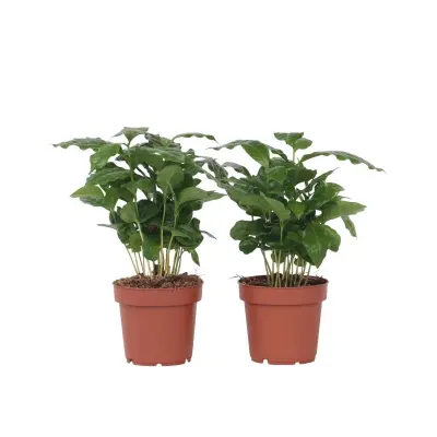 Arabski kavovec - 2 kos - Coffea arabica - Višina 25-40cm - ⌀12cm