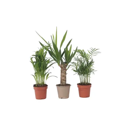 Majhna palmova mešanica - 3 kos - Mini Indoor Palm Mix - Višina 25-40cm - ⌀12cm