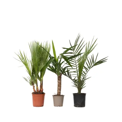 Notranja mešanica Palm - 3 kos - Indoor Palmmix - Višina 50-70cm - ⌀14cm
