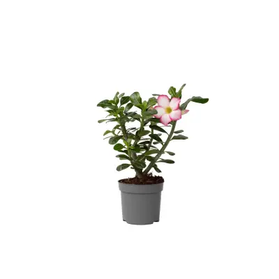 Tolsti adenij - Adenium obesum 'Pink Star' - Višina 30-45cm - ⌀13cm