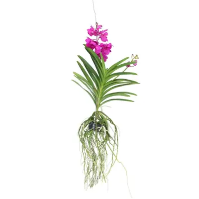 Orhideja vanda - Vanda 'Tayanee Cerise' - Višina 55-65cm