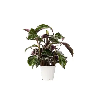 Kalateja - Calathea Lietzei 'White Fusion' - Višina 30-40cm - ⌀14cm