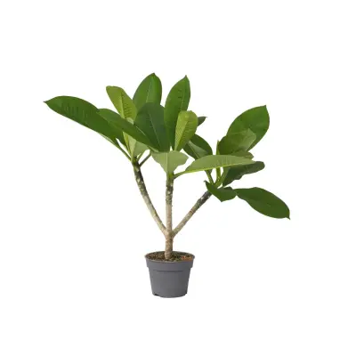 Plumerija - Plumeria rubra - Višina 45-55cm - ⌀17cm