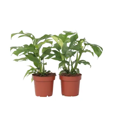 Monstera Minima - 2 kos - Rhaphidophora tetrasperma - Višina 20-30cm - ⌀12cm