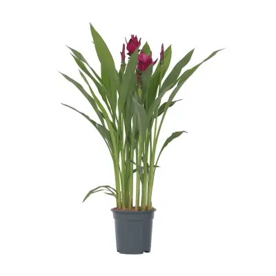 Tajski tulipan - Curcuma alismatifolia - Višina 70-90cm - ⌀19cm