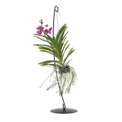 Orhideja vanda - Vanda 'Pink' - Višina 45-55cm