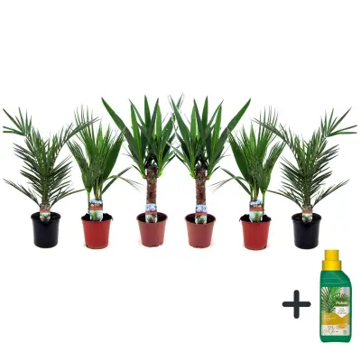 Notranja mešanica Palm - 6 kos - Indoor Palmmix - Pokon - Višina 50-70cm - ⌀14cm