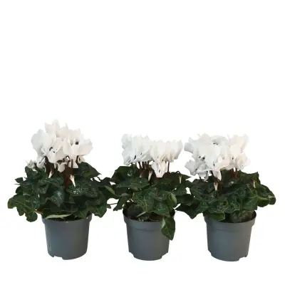 Perzijska ciklama - 3 kos - Cyclamen persicum 'Metis White' - V10-20cm - ⌀9cm