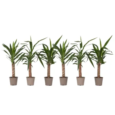 Prstasta juka - 6 kos - Yucca elephantipes - Višina 50-60cm - ⌀14cm