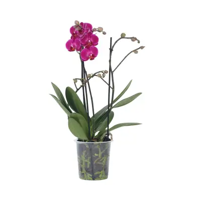 Falenopsis - Phalaenopsis Multiflora - Višina 35-45cm - ⌀12cm