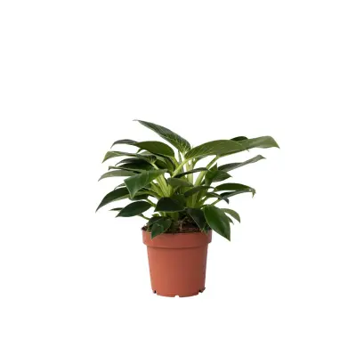 Filodendron - Philodendron 'White Wave' - Višina 25-40cm - ⌀12cm