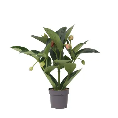 Veličastna medinila - Medinilla magnifica - Višina 55-60cm - ⌀17cm