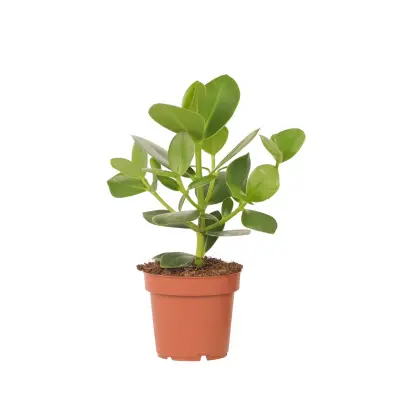 Balzam jabolko - Clusia rosea 'Princess' - Višina 25-35cm - ⌀12cm