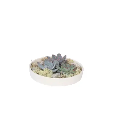 Eševerija 'Garden Mix White' - Echeveria lilacina - Višina 8cm