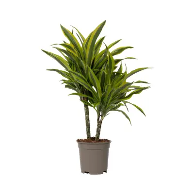 Dracena - Dracaena deremensis 'Lemon Lime' - Višina 60-70cm - ⌀17cm