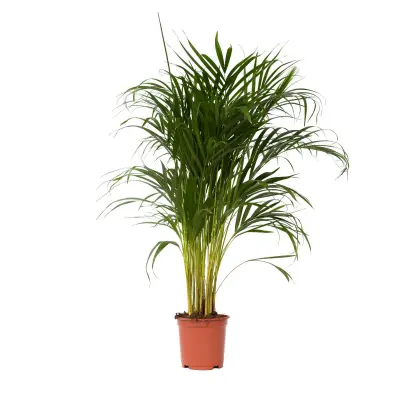 Palma areka - Dypsis lutescens - Višina 100-120cm - ⌀21cm
