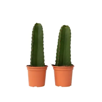 Mleček - 2 kos - Euphorbia ingens - Višina 40-50cm - ⌀18cm