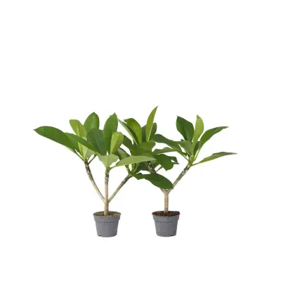 Plumerija - 2 kos - Plumeria rubra - Višina 45-55cm - ⌀17cm