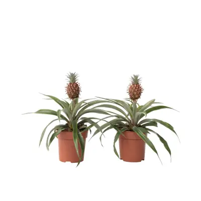 Ananas - 2 kos - Ananas comosus 'Mi Amigo' - Višina 35-45cm - ⌀12cm