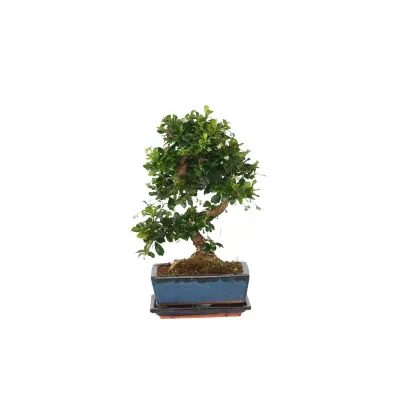 Bonsai - Carmona microphylla - Višina 20-30cm - ⌀15cm