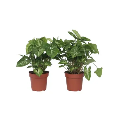 Trilistni singonij - 2 kos - Syngonium podophyllum 'Pixie' - V25-40cm - ⌀12cm