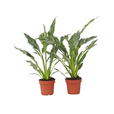 Spatifil - 2 kos - Spathiphyllum 'Diamond' - Višina 40-50cm - ⌀12cm