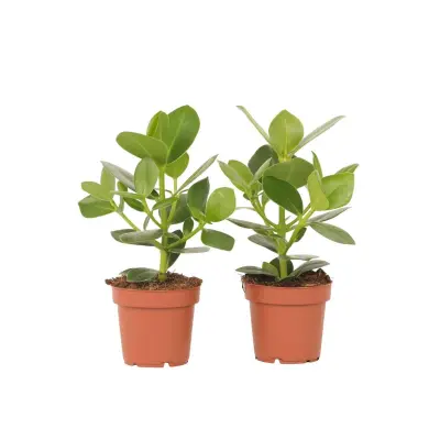Balzam jabolko - 2 kos - Clusia rosea 'Princess' - Višina 25-35cm - ⌀12cm