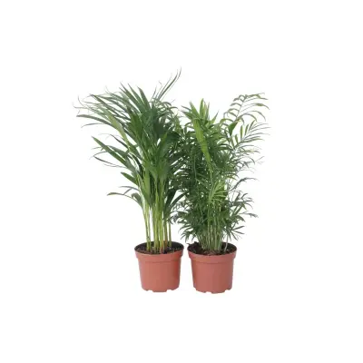 Notranja mešanica Palm - 2 kos - Chamaedorea, Dypsis - Višina 50-70cm - ⌀17cm