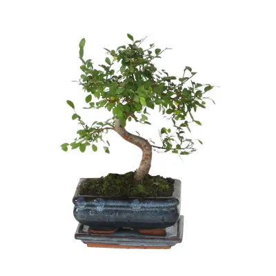 Bonsai - Zelkova serrata - Višina 20-30cm - ⌀20cm