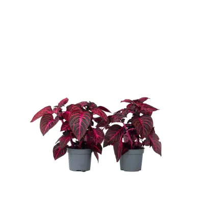 Irezina - 2 kos - Iresine herbstii - Višina 20-30cm - ⌀13cm