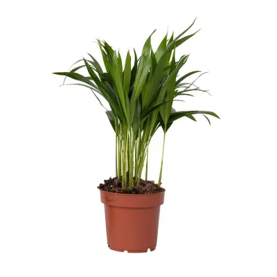 Palma areka - Dypsis lutescens - Višina 30-45cm - ⌀12cm