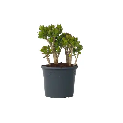 Okroglolistna tolstolistnica - Crassula ovata 'Minor' - Višina 60-65cm - ⌀30cm