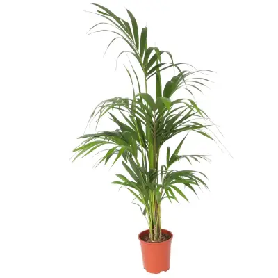 Kentia - Howea forsteriana - Višina 130-140cm - ⌀21cm