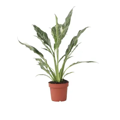 Spatifil - Spathiphyllum 'Diamond' - Višina 40-50cm - ⌀12cm
