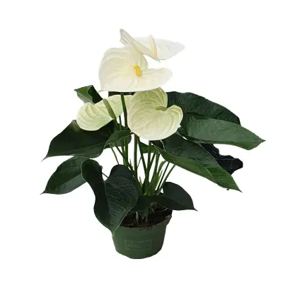 Flamingovec - Anturij - Anthurium 'Alpine White' - Višina 40-55cm - ø14cm