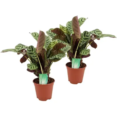 Marant - 2 kos - Ctenanthe 'burle-marxii' - Višina 30-40cm - ⌀14cm