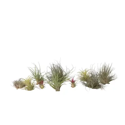 Tilancija - 10 kos - Tillandsia - Višina 5-15cm - ⌀5cm