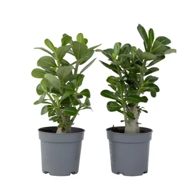 Tolsti adenij - 2 kos - Adenium obesum - Višina 25-40cm - ⌀10,5cm