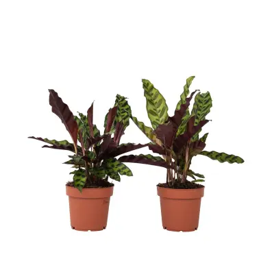 Kalateja - 2 kos - Goeppertia insignis - Višina 30-40cm - ⌀12cm