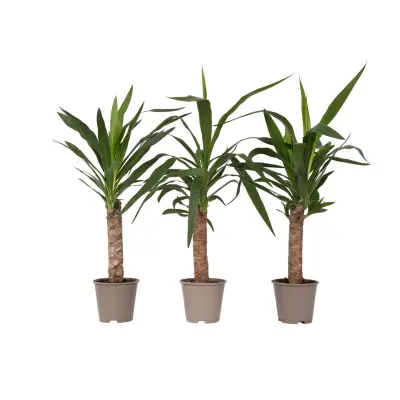 Prstasta juka - 3 kos - Yucca elephantipes - Višina 50-60cm - ⌀14cm