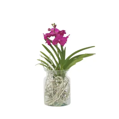 Orhideja vanda - Vanda 'Cerise' - Višina 40-50cm - ⌀14cm