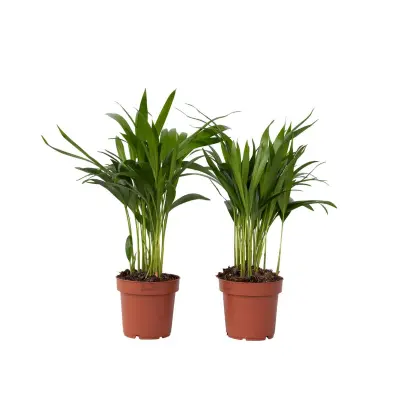 Palma areka - 2 kos - Dypsis lutescens - Višina 30-45cm - ⌀12cm