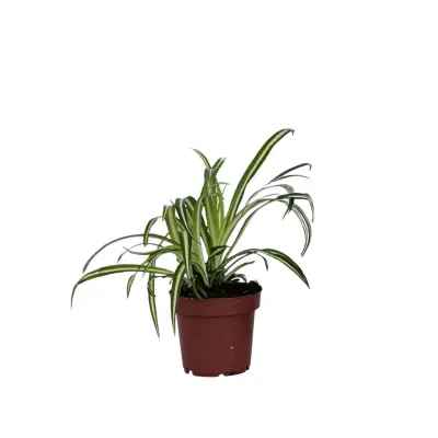 Rastlina pajek - Chlorophytum comosum 'Atlantic' - V25-40cm - ⌀12cm